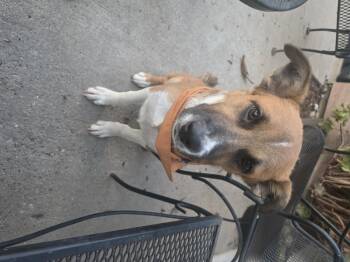 Todd -  Shepherd Dog for Adoption in Santa Clara, California - Todd | PetCurious