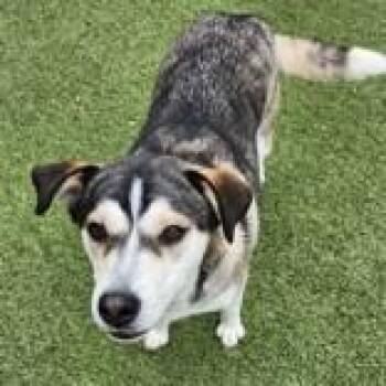 Siberian Husky Dogs Available for Adoption in Hilliard, Ohio - Maya | PetCurious