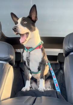 Rescue Corgi and Australian Cattle Dog Blue Heeler Dogs for Adoption in Saratoga Springs, New York - Addie | PetCurious