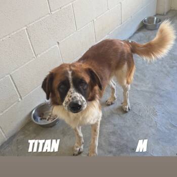 Rescue Mixed Breed Dogs for Adoption in Loxahatchee Groves, Florida - Titan | PetCurious