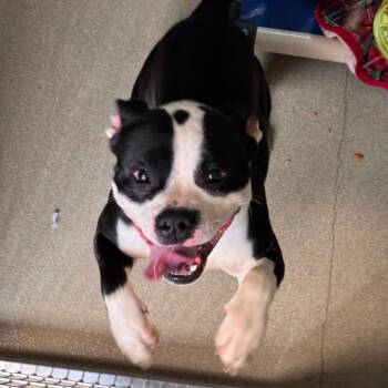 Pit Bull Terrier Dogs Available for Adoption - Rockstar | PetCurious