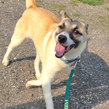 Lainey -  German Shepherd Dog and Mixed Breed Dog for Adoption in Grinnell, Iowa - Lainey | PetCurious