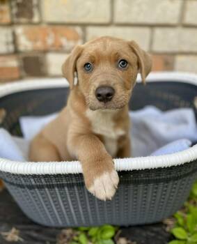 Labrador Retriever and Black Mouth Cur Dogs Available for Adoption - Mikey | PetCurious