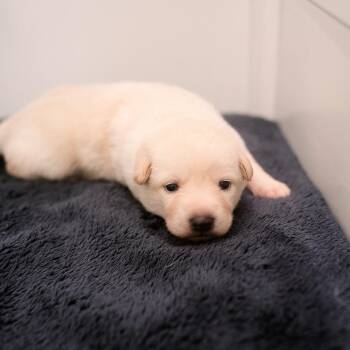 Mixed Breed Dogs Available for Adoption in Chapel Hill, North Carolina - Cordelia | PetCurious