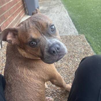 Maple -  Pit Bull Terrier Dog for Adoption in Midlothian, Virginia - Maple | PetCurious