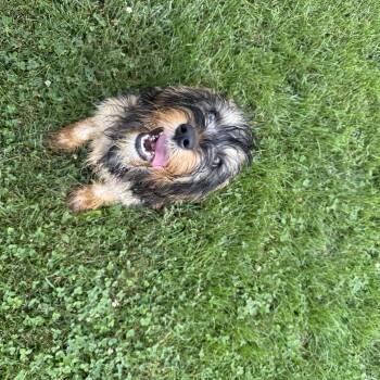 Waffles -  Cavapoo Dog for Adoption in Brazil, Indiana - Waffles | PetCurious