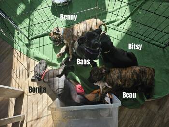 Boxer Dogs Available for Adoption - Boxer Mix Puppies | PetCurious