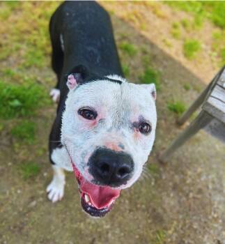 Rescue American Bulldog Dogs for Adoption in Belleville, Michigan - Poncho | PetCurious