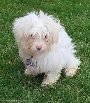 Riley. ADOPT PENDING -  Havanese Dog for Adoption in Union Grove, Wisconsin - Riley. ADOPT PENDING | PetCurious