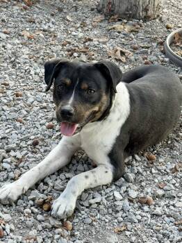 Rescue Mixed Breed Dogs for Adoption in Fort Wayne, Indiana - Oscar | PetCurious