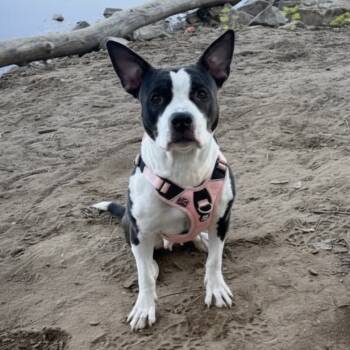 Rescue Pit Bull Terrier Dogs for Adoption in Reisterstown, Maryland - Lia (Sparrow) | PetCurious