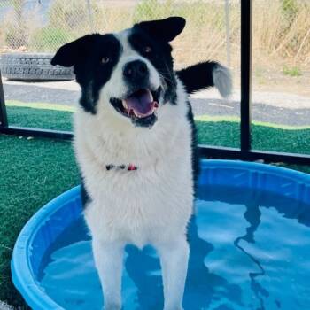 Rescue Husky and Collie Dogs for Adoption in Cheyenne, Wyoming - Loken | PetCurious