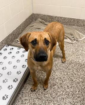 Mixed Breed Dogs Available for Adoption in Westland, Michigan - Bucky | PetCurious
