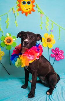 Labrador Retriever Dogs Available for Adoption in Manhasset, New York - Cora | PetCurious