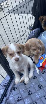Abe -  Yorkshire Terrier Dog for Adoption in Penryn, California - Abe | PetCurious