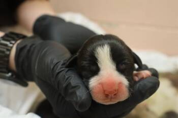 Mixed Breed Dogs Available for Adoption in Columbia, South Carolina - VALENTINEY | PetCurious