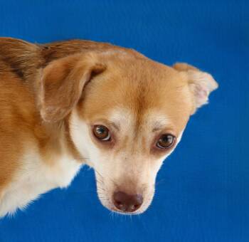 RANGER -  Chihuahua Dog for Adoption in Pasadena, California - RANGER | PetCurious