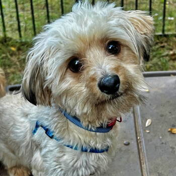 Rescue Shih Tzu and Chihuahua Dogs for Adoption in Atlanta, Georgia - Queso | PetCurious