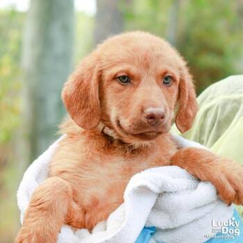 Labrador Retriever and Chesapeake Bay Retriever Dogs Available for Adoption in Washington, District Of Columbia - Ms. Katherine | PetCurious