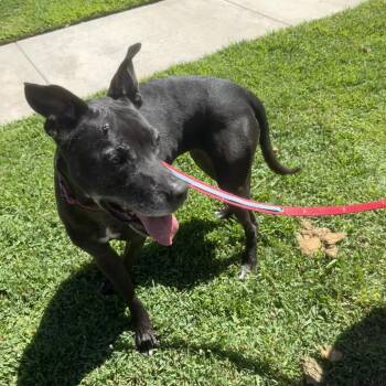 Cece -  Boxer and American Staffordshire Terrier Dog for Adoption in San Diego, California - Cece | PetCurious