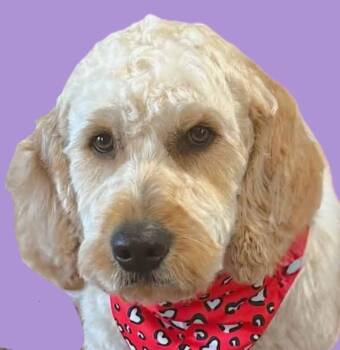 Stormy -  Golden Retriever and Poodle Dog for Adoption in Savannah, Georgia - Stormy | PetCurious
