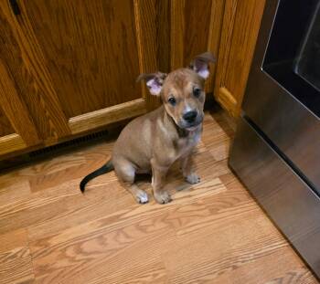 Winton -  Boxer and Pit Bull Terrier Dog for Adoption in Minneapolis, Minnesota - Winton | PetCurious