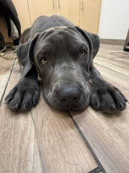 Beau -  Labrador Retriever and Cane Corso Dog for Adoption in Santa Monica, California - Beau | PetCurious