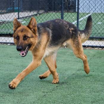 Mixed Breed Dogs Available for Adoption in Memphis, Tennessee - Ares | PetCurious