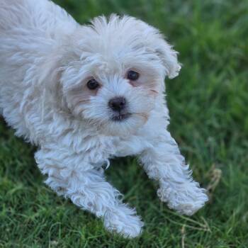 Pizza Pup - Supreme -  Maltese and Poodle Dog for Adoption in San Diego, California - Pizza Pup - Supreme | PetCurious