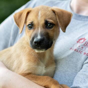 BOONE-30960 -  Shepherd and Pit Bull Terrier Dog for Adoption in Memphis, Tennessee - BOONE-30960 | PetCurious