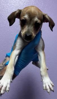 Mixed Breed Dogs Available for Adoption in El Paso, Texas - 60791658 | PetCurious