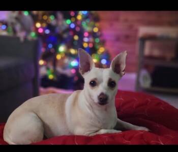 Chihuahua Dogs Available for Adoption in Pflugerville, Texas - Juniper | PetCurious