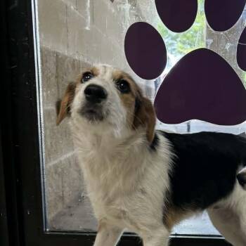 Smudge -  Mixed Breed Dog for Adoption in Lufkin, Texas - Smudge | PetCurious