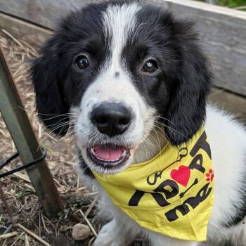 Great Pyrenees and Labrador Retriever Dogs Available for Adoption in Normal, Illinois - Loki | PetCurious