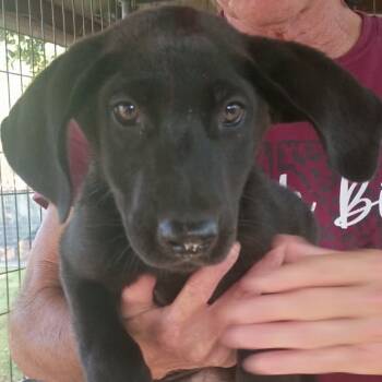 Rescue Labrador Retriever Dogs for Adoption in West Islip, New York - Raleigh | PetCurious