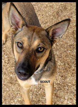 Shepherd Dogs Available for Adoption in Granbury, Texas - Scout | PetCurious