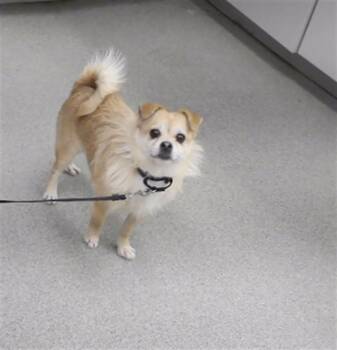 STELLA ROSE DAISY -  Pomeranian and Mixed Breed Dog Available for Adoption in Omaha, Nebraska - STELLA ROSE DAISY | PetCurious