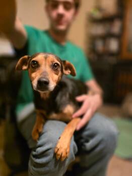 Rescue Miniature Pinscher and Dachshund Dogs for Adoption in Mcminnville, Tennessee - Laverne | PetCurious