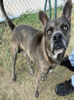 OSBORNE -  Rat Terrier and Mixed Breed Dog for Adoption in Corpus Christi, Texas - OSBORNE | PetCurious