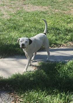 American Staffordshire Terrier Dogs Available for Adoption - AVA | PetCurious