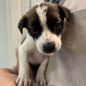 Whitney -  Shepherd and Mixed Breed Dog for Adoption in Fayetteville, Arkansas - Whitney | PetCurious