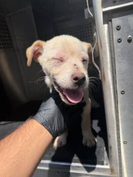 MICKEY -  Labrador Retriever Dog for Adoption in Corpus Christi, Texas - MICKEY | PetCurious