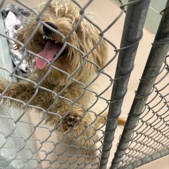 Grogu -  Maltese Dog for Adoption in Newark, New Jersey - Grogu | PetCurious