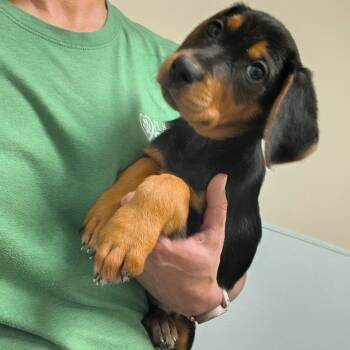 Rescue Pit Bull Terrier and Mixed Breed Dogs for Adoption in Tulsa, Oklahoma - River | PetCurious