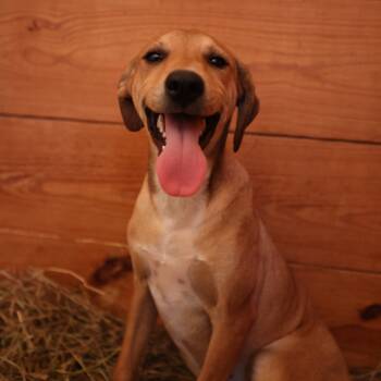 Rescue Hound Dogs for Adoption in Hohenwald, Tennessee - Angel | PetCurious