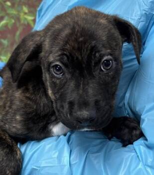 American Staffordshire Terrier and Mixed Breed Dogs Available for Adoption - Bobcat | PetCurious