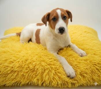 Rescue Great Pyrenees and Mixed Breed Dogs for Adoption in Bowling Green, Kentucky - Paul Bunyan | PetCurious