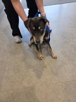 Marshall -  Mixed Breed and Cattle Dog Dog for Adoption in Bossier City, Louisiana - Marshall | PetCurious