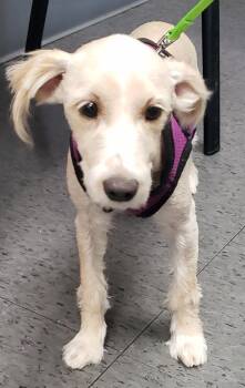Rescue Poodle and Terrier Dogs for Adoption in Detroit, Michigan - Trina | PetCurious