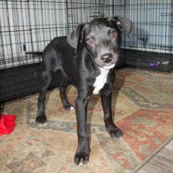 Labrador Retriever and Mixed Breed Dogs Available for Adoption in Valparaiso, Indiana - Nova | PetCurious